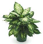 dieffenbachia