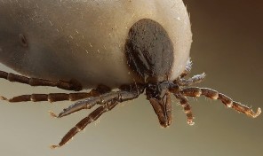 Garrapata primer plano