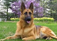 Pastor alem&aacute;n