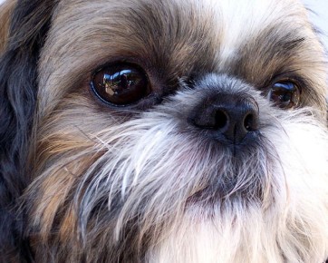 Shih Tzu, rostro