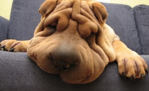 Shar Pei