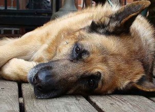 Ovejero Alem&aacute;n