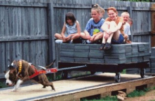 &iquest;Entrenamiento de un Pitbull?