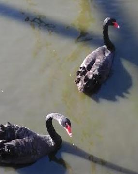 Los cisnes negros no existen