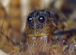 Ojos de ara&ntilde;a lobo