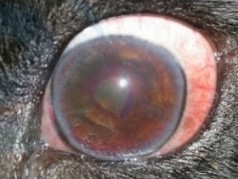 Ojo con uve&iacute;tis por piometra