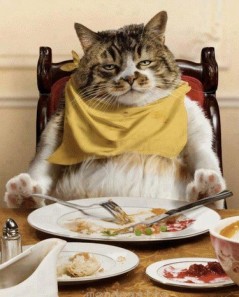 &iquest;Qu&eacute; come su gato?