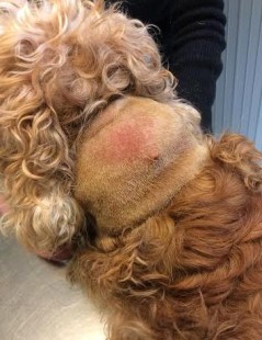 Caso curioso Caso curioso